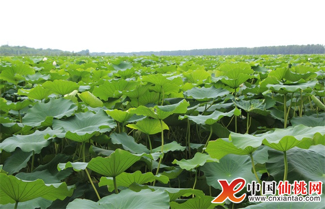 中国粮何以“稳”